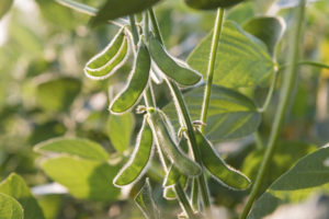 close up of the soy bean